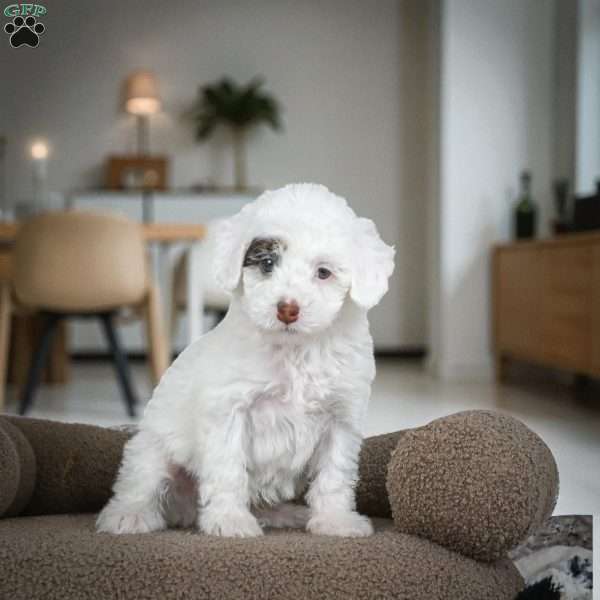 Archie, Miniature Poodle Puppy